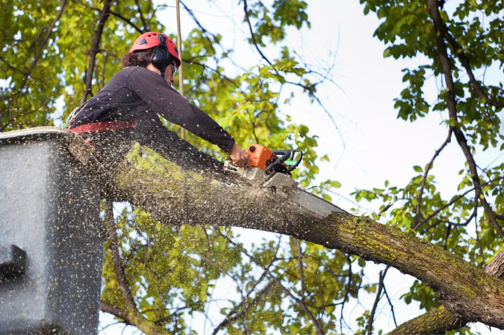 Operatore in tree climbing durante una potatura