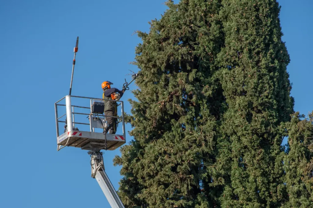 servizi di potatura ad alto fusto tree climbing