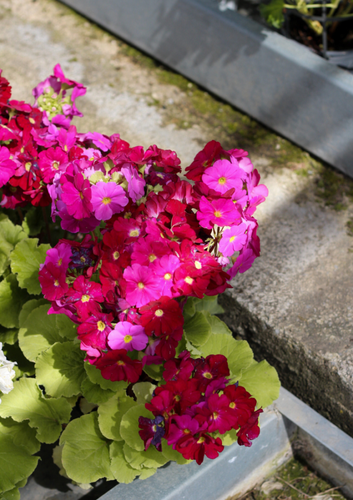 Garden – progetto L'Eden Group