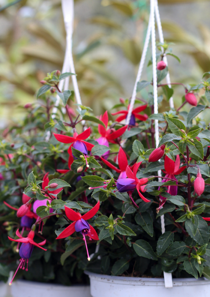 fuxia piante viavio storico volterra l'eden group