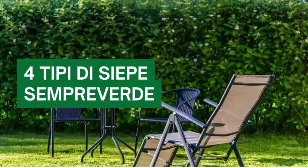 piante siepe sempreverde