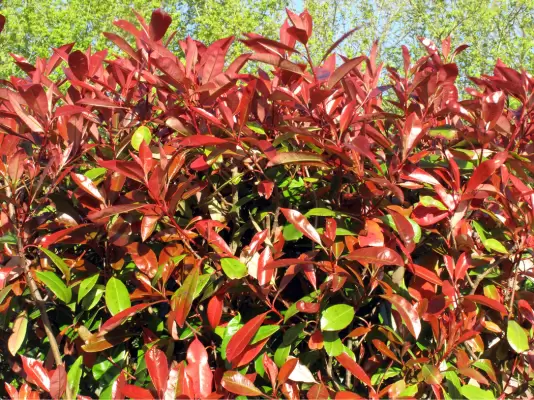 photinia red robin siepe sempreverde