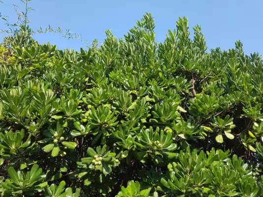 Siepe di Pitosfero sempreverde