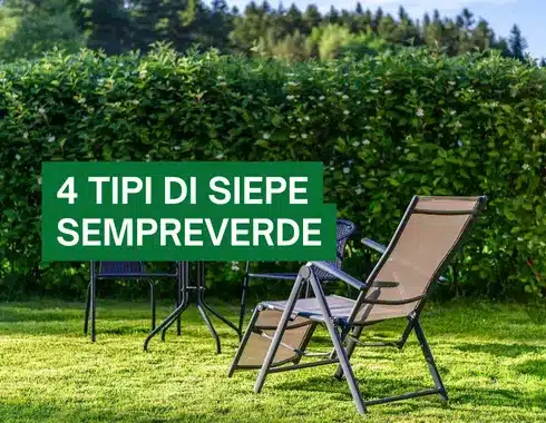 4 tipi di siepe sempreverde