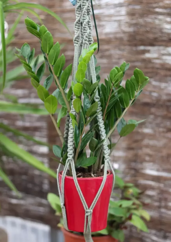 l'eden garden volterra zamioculcas